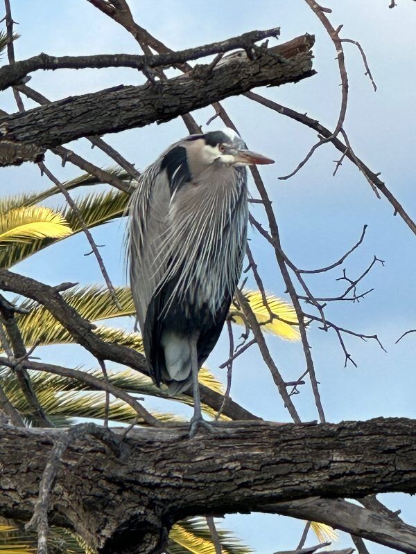 Great Blue Heron perched on a branch in Elysian Park